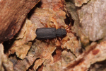 Vorschaubild Coleoptera, Sylvanidae, Uleiota planata_2019_04_17--12-48-05.jpg 