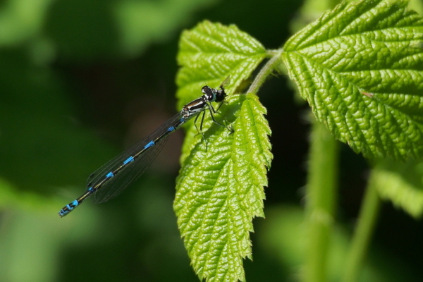 Skaliertes Bild Odonata, Coenagrionidae, Coenagrion pulchellum, Fledermaus-Azurjungfer, Weibchen_2015_05_08--10-27-19.jpg 