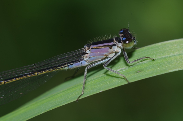 Skaliertes Bild Odonata, Coenagrionidae, Ischnura elegans, Grosse Pechlibelle, Weibchen_2014_08_20--14-50-02.jpg 