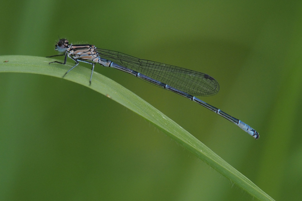 Skaliertes Bild Odonata, Coenagrionidae, Ischnura elegans, Grosse Pechlibelle_2019_05_16--11-27-00.jpg 