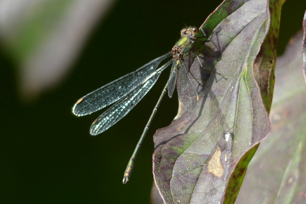 Skaliertes Bild Odonata, Lestidae, Chalcolestes viridis, Weidenjungfer_2022_10_11--14-41-33.jpg 