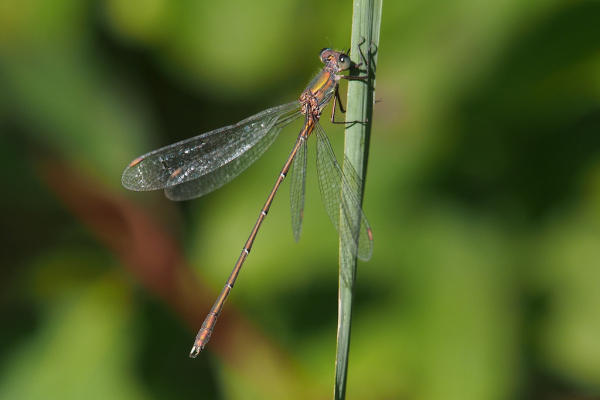 Skaliertes Bild Odonata, Lestidae, Chalcolestes viridis, Weidenjungfer_2023_09_27--16-01-06.jpg 