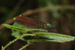 Vorschaubild Odonata, Calopterygidae, Calopteryx virgo, Blaufluegel-Prachtlibelle_2009_06_11--15-04-17.jpg 