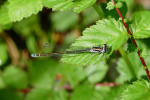 Vorschaubild Odonata, Coenagrionidae, Coenagrion puella, Hufeisen-Azurjungfer_2019_04_25--11-40-10.jpg 