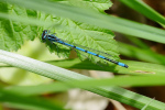 Vorschaubild Odonata, Coenagrionidae, Coenagrion puella, Hufeisen-Azurjungfer_2019_04_25--11-45-34.jpg 