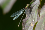 Vorschaubild Odonata, Lestidae, Chalcolestes viridis, Weidenjungfer_2022_10_11--14-41-33.jpg 