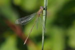 Vorschaubild Odonata, Lestidae, Chalcolestes viridis, Weidenjungfer_2023_09_27--16-01-06.jpg 