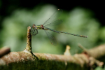 Vorschaubild Odonata, Lestidae, Lestes viridis, Weidenjungfer_2016_08_14--12-39-34.jpg 