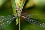 Vorschaubild Odonata, Lestidae, Lestes viridis, Weidenjungfer_2016_08_31--10-43-51.jpg 
