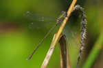 Vorschaubild Odonata, Lestidae, Lestes viridis, Weidenjungfer_2019_08_29--13-50-47.jpg 