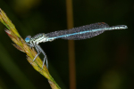 Vorschaubild Odonata, Platycnemididae, Platycnemis pennipes, Blaue Federlibelle_2008_06_24--06-44-33.jpg 