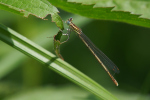 Vorschaubild Odonata, Platycnemididae, Platycnemis pennipes, Federlibelle_2019_07_09--10-16-10.jpg 