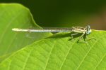 Vorschaubild Odonata, Platycnemididae, Platycnemis pennipes, Federlibelle_2020_08_18--11-40-36.jpg 