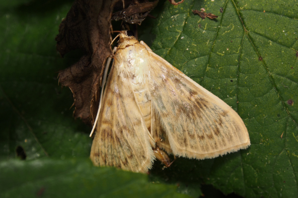 Skaliertes Bild Lepidoptera, Crambidae,  Sitochroa verticalis_2018_07_20--15-07-06.jpg 