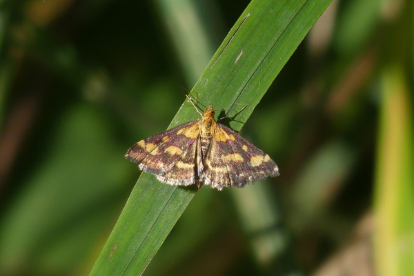 Skaliertes Bild Lepidoptera, Crambidae, Pyrausta ostrinalis_2023_07_15--10-19-28.jpg 