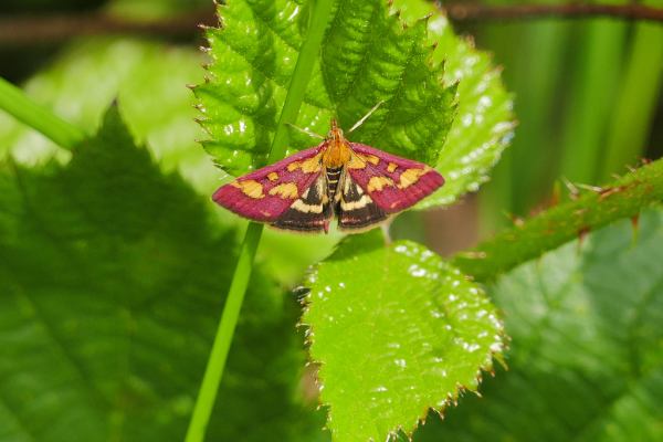 Skaliertes Bild Lepidoptera, Crambidae, Pyrausta purpuralis_2019_08_24--12-25-03.jpg 