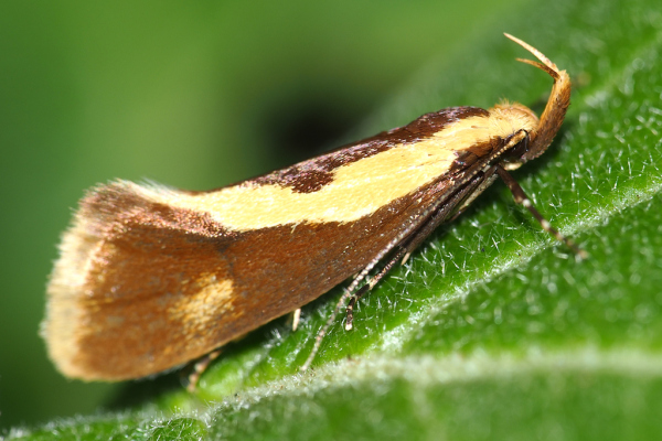 Skaliertes Bild Lepidoptera, Oecophoridae, Harpella forficella_2022_07_09--13-14-56.jpg 