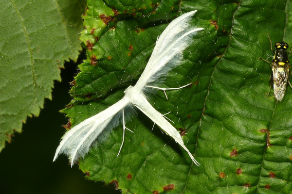 Skaliertes Bild Lepidoptera, Pterophoridae, Pterophorus pentadactyla, Weisse Federmotte_2022_07_27--09-57-26.jpg 