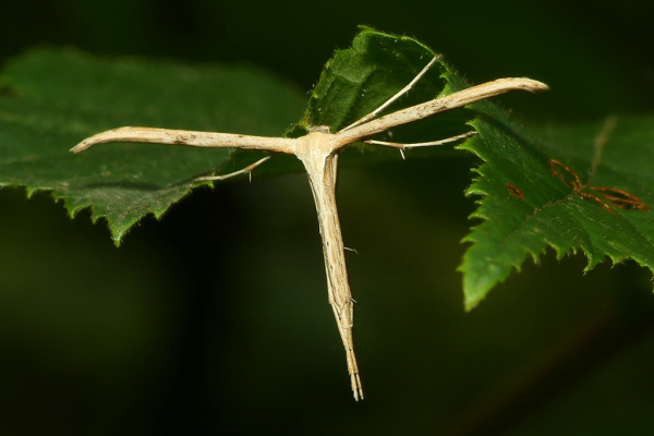 Skaliertes Bild Lepidoptera, Pterophoridae, Stenoptilia bipunctidactyla_2022_08_18--10-13-26.jpg 