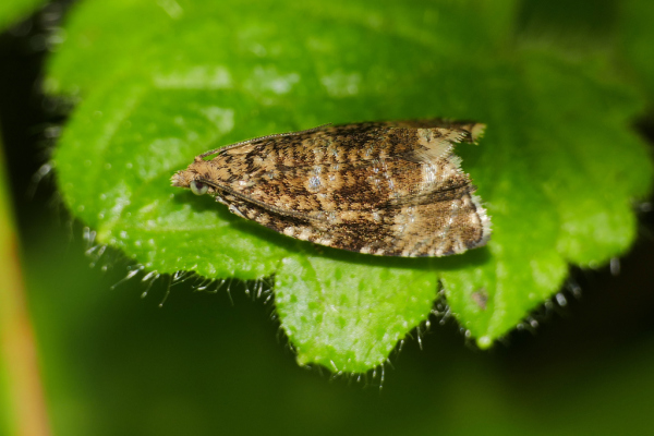 Skaliertes Bild Lepidoptera, Tortricidae, Celypha lacunana_2019_08_21--11-01-25.jpg 