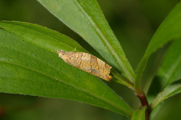Skaliertes Bild Lepidoptera, Tortricidae, Pandemis corylana_2006_09_01--14-12-58.jpg 