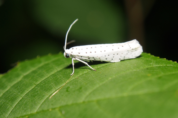 Skaliertes Bild Lepidoptera, Yponomeutidae, Yponomeuta evonymella_2018_06_20--08-35-19.jpg 