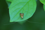Vorschaubild Lepidoptera, Adelidae, Nemophora degeerella_2020_05_31--08-43-19.jpg 