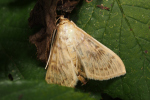Vorschaubild Lepidoptera, Crambidae,  Sitochroa verticalis_2018_07_20--15-07-06.jpg 