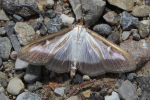 Vorschaubild Lepidoptera, Crambidae, Cydalima perspectalis, Buchsbaumzuensler_2018_09_02--16-58-03.jpg 