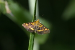 Vorschaubild Lepidoptera, Crambidae, Pyrausta purpuralis_2006_07_29--15-04-07.jpg 