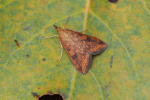 Vorschaubild Lepidoptera, Crambidae, Udea ferrugalis,_2019_09_27--11-05-39.jpg 