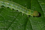 Vorschaubild Lepidoptera, Pyralidae, Pleuroptya ruralis, Nesselzuensler, Larve_2006_07_11--08-46-20.jpg 