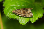 Vorschaubild Lepidoptera, Tortricidae, Celypha lacunana_2019_08_21--11-01-25.jpg 