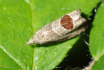 Vorschaubild Lepidoptera, Tortricidae, Epiblema uddmanniana_2009_06_24--15-49-01.jpg 