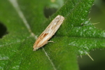 Vorschaubild Lepidoptera, Tortricidae, Eucosma fulvana_2020_07_04--10-41-33.jpg 