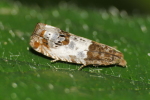 Vorschaubild Lepidoptera, Tortricidae, Gypsonoma dealbana_2020_06_08--11-14-09.jpg 