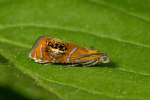 Vorschaubild Lepidoptera, Tortricidae, Olethreutes arcuella_2007_05_14--09-06-21.jpg 