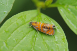 Vorschaubild Lepidoptera, Tortricidae, Olethreutes arcuella_2020_04_28--13-39-46.jpg 