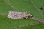 Vorschaubild Lepidoptera, Tortricidae, Pandemis_2006_06_23--11-13-42.jpg 