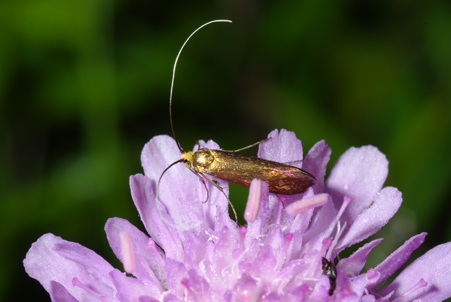 ../previews/007-Lepidoptera, Adelidae, Nemophora metallica_2010_06_28--05-09-57.jpeg.medium.jpeg