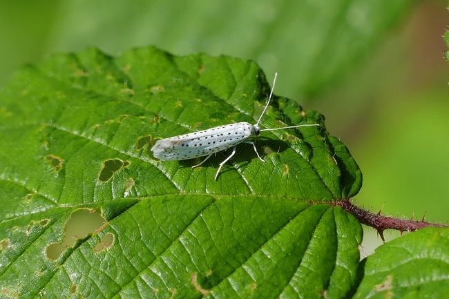 ../previews/051-Lepidoptera, Yponomeutidae, Yponomeuta cagnagella_2019_06_25--08-49-37.jpeg.medium.jpeg