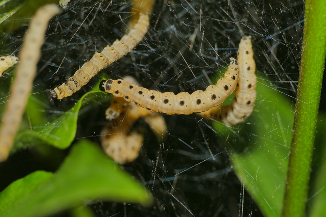 ../previews/053-Lepidoptera, Yponomeutidae, Yponomeuta evonymella, Larven_2020_05_08--09-39-12.jpeg.medium.jpeg