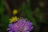 thumbnails/008-Lepidoptera, Adelidae, Nemophora metallica_2013_07_26--09-55-25.jpeg.small.jpeg