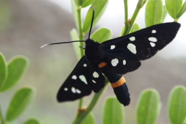 Skaliertes Bild Lepidoptera, Arctiidae, Amata phegea, Weissfleckwidderchen_2016_06_09--12-51-22.jpg 