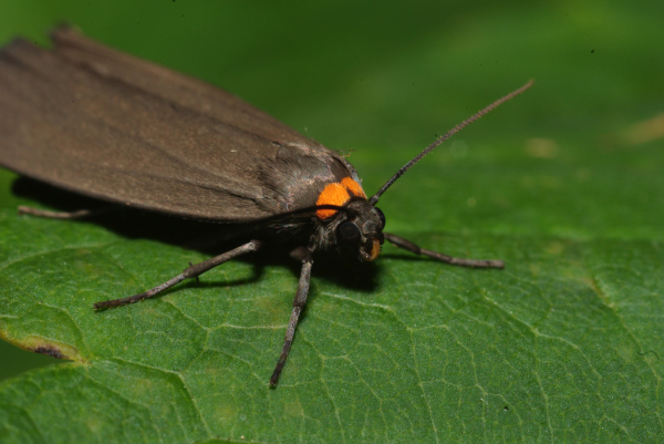 Skaliertes Bild Lepidoptera, Arctiidae, Atolmis rubricollis, Rotkragenbaer_2009_06_14--10-34-59.jpg 