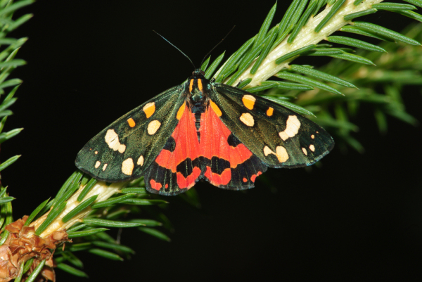 Skaliertes Bild Lepidoptera, Arctiidae, Callimorpha dominula, Schoenbaer_2009_07_04--15-04-15.jpg 