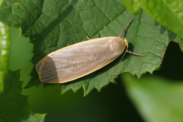Skaliertes Bild Lepidoptera, Arctiidae, Eilema lurideola, Flechtenbaer_2019_07_18--10-04-40.jpg 