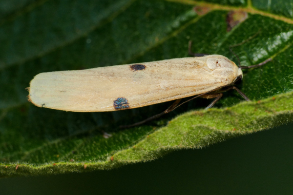 Skaliertes Bild Lepidoptera, Arctiidae, Lithosia quadra, Grosser Flechtenbaer_2019_08_16--11-22-50.jpg 