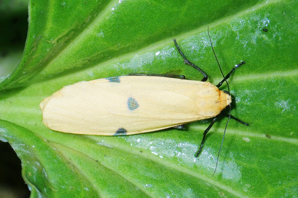 Skaliertes Bild Lepidoptera, Arctiidae, Lithosia quadra, Grosser Flechtenbaer_2020_06_27--09-11-46.jpg 