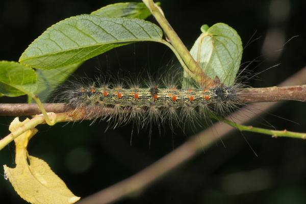 Skaliertes Bild Lepidoptera, Arctiidae, Lithosia quadra, Vierpunkt-Flechtenbaerchen, Larve_2018_06_20--10-47-59.jpg 